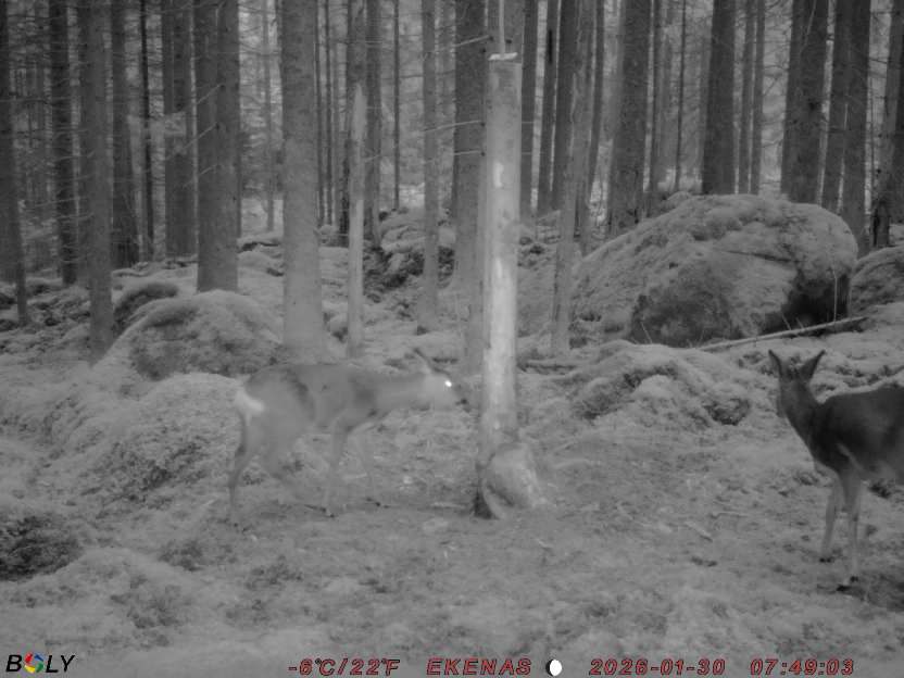 Bild från EKENÄSSALTSTEN