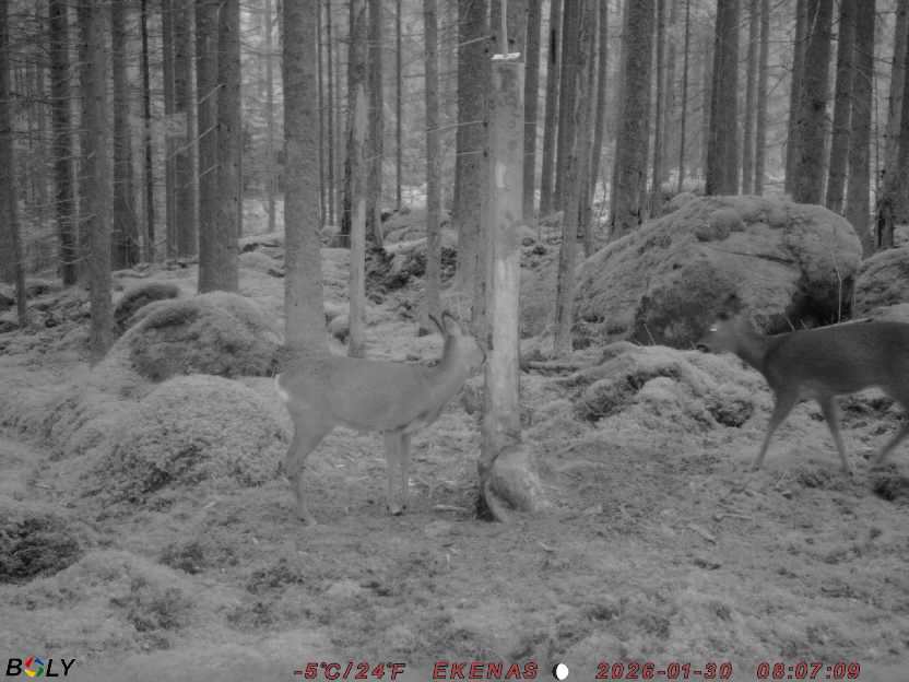 Bild från EKENÄSSALTSTEN