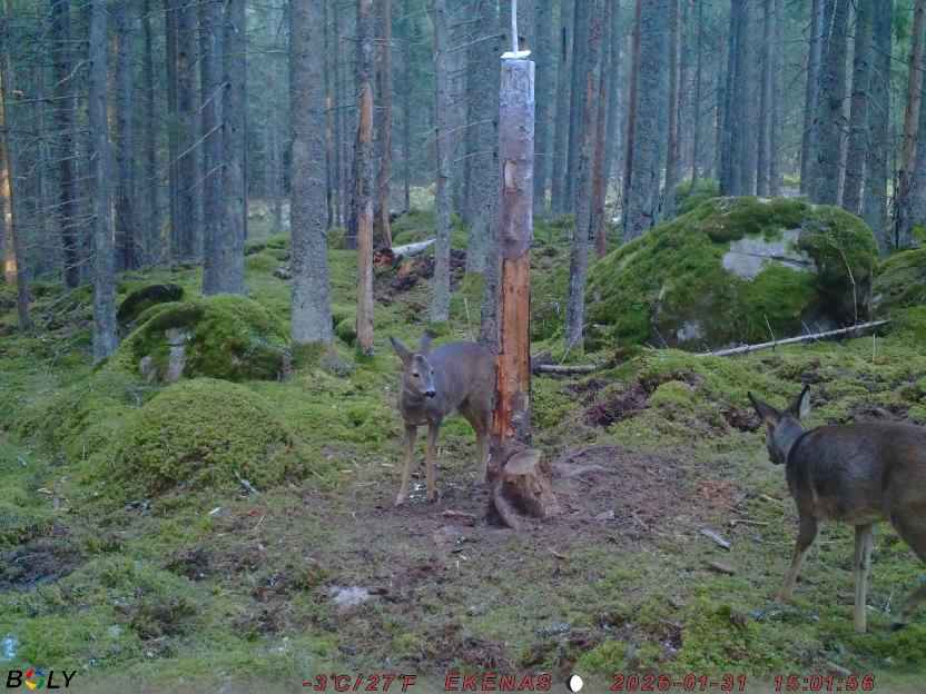 Bild från EKENÄSSALTSTEN