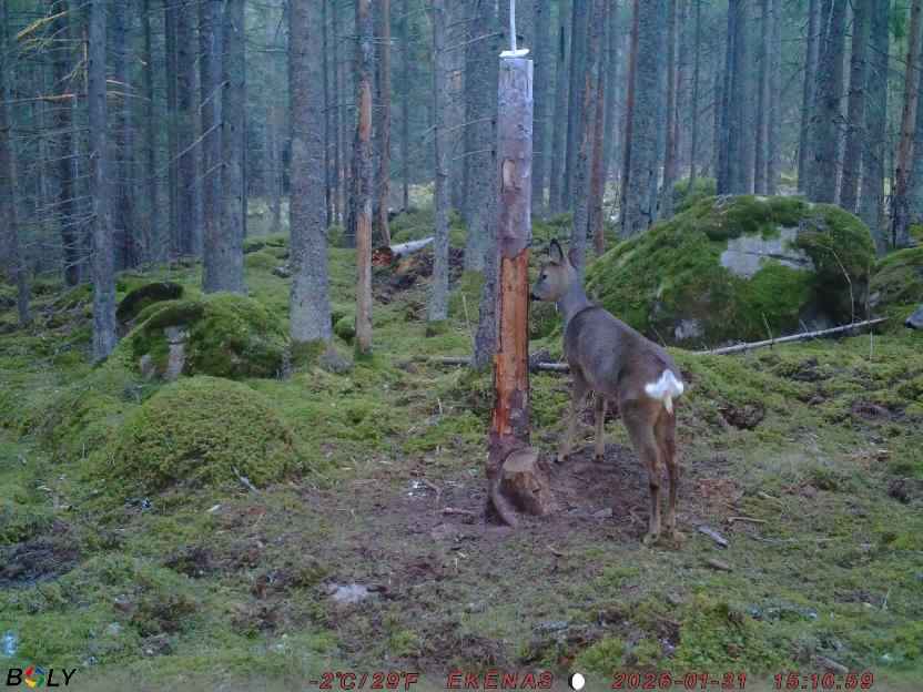 Bild från EKENÄSSALTSTEN