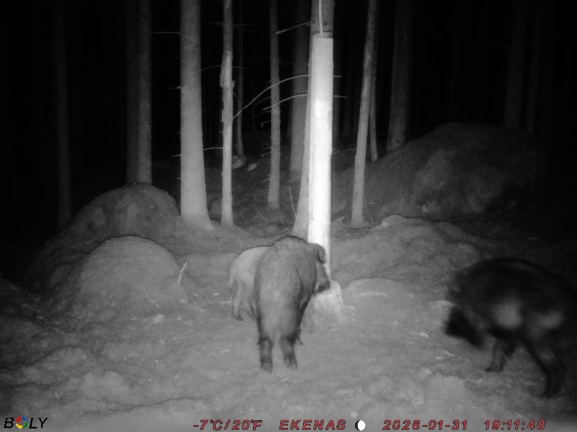 Bild från EKENÄSSALTSTEN