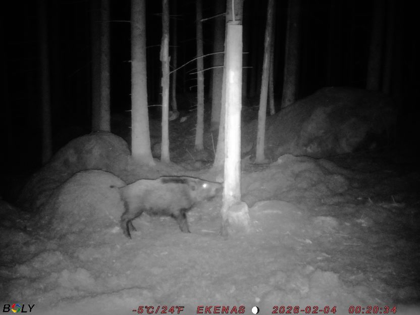 Bild från EKENÄSSALTSTEN