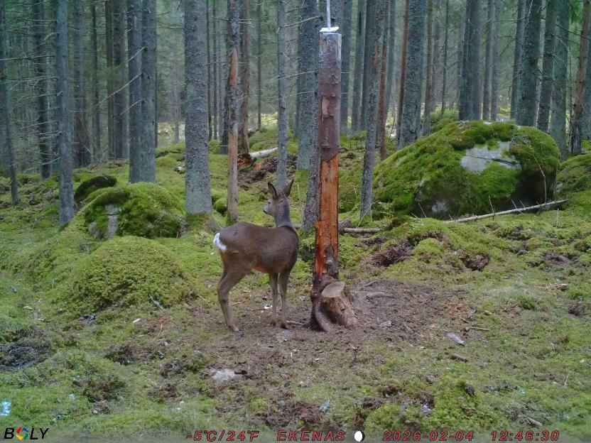 Bild från EKENÄSSALTSTEN