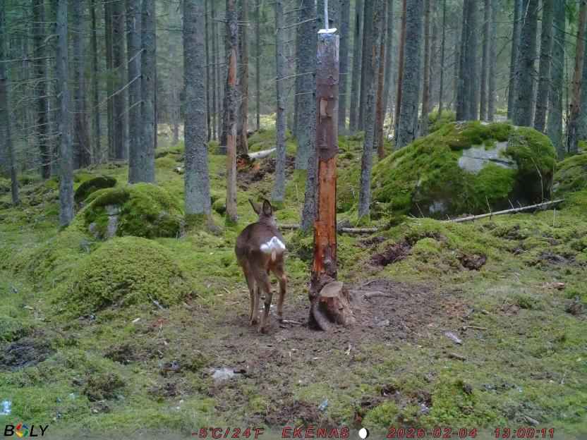 Bild från EKENÄSSALTSTEN