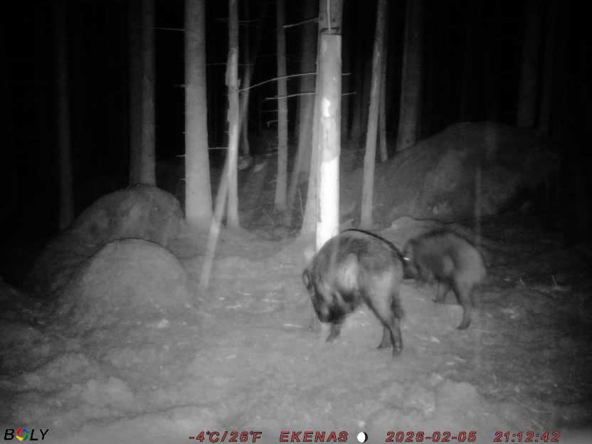 Bild från EKENÄSSALTSTEN