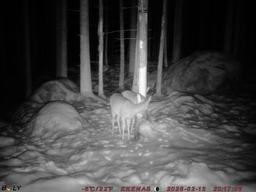 Bild från EKENÄSSALTSTEN