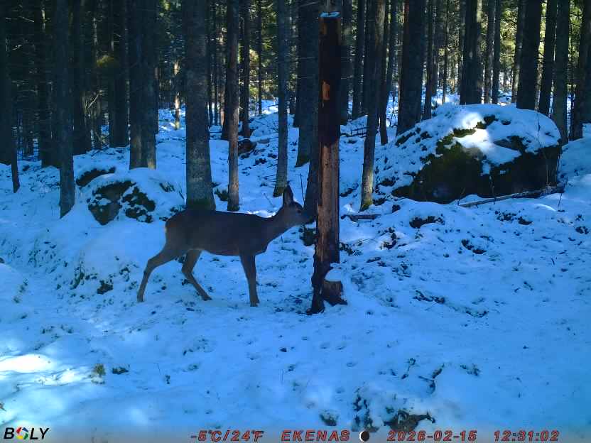 Bild från EKENÄSSALTSTEN