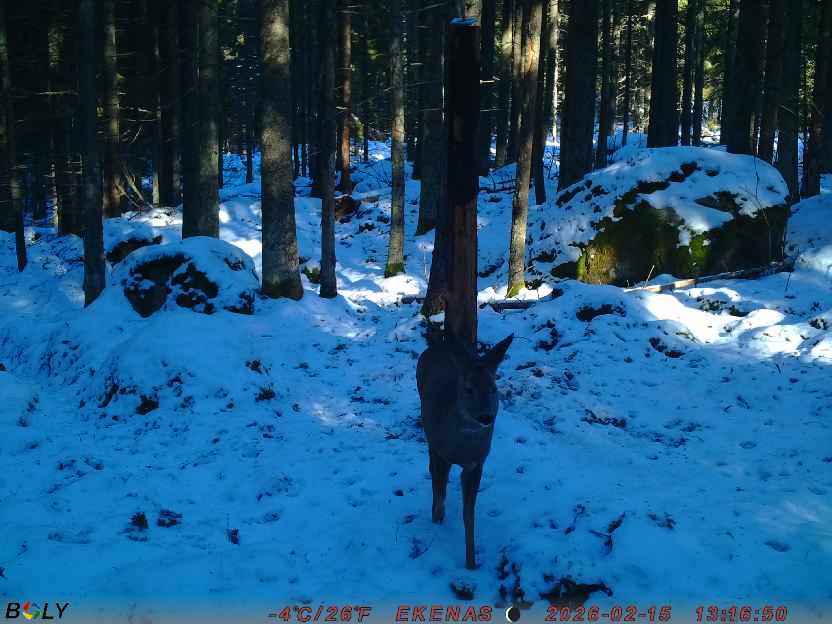 Bild från EKENÄSSALTSTEN