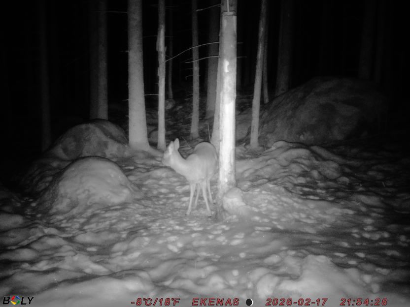 Bild från EKENÄSSALTSTEN