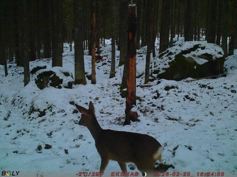 Bild från EKENÄSSALTSTEN