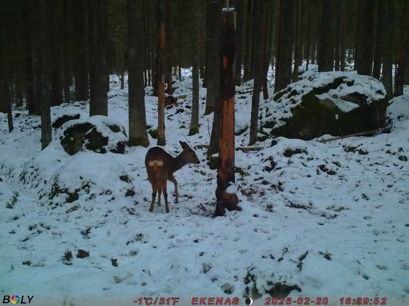 Bild från EKENÄSSALTSTEN