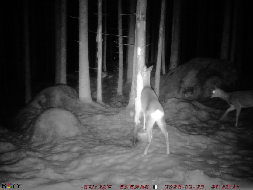 Bild från EKENÄSSALTSTEN