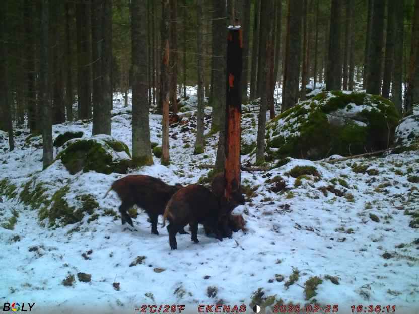 Bild från EKENÄSSALTSTEN