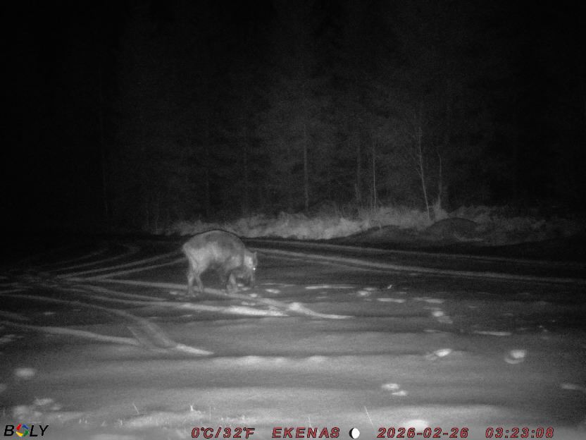 Bild från EKENÄSSALTSTEN