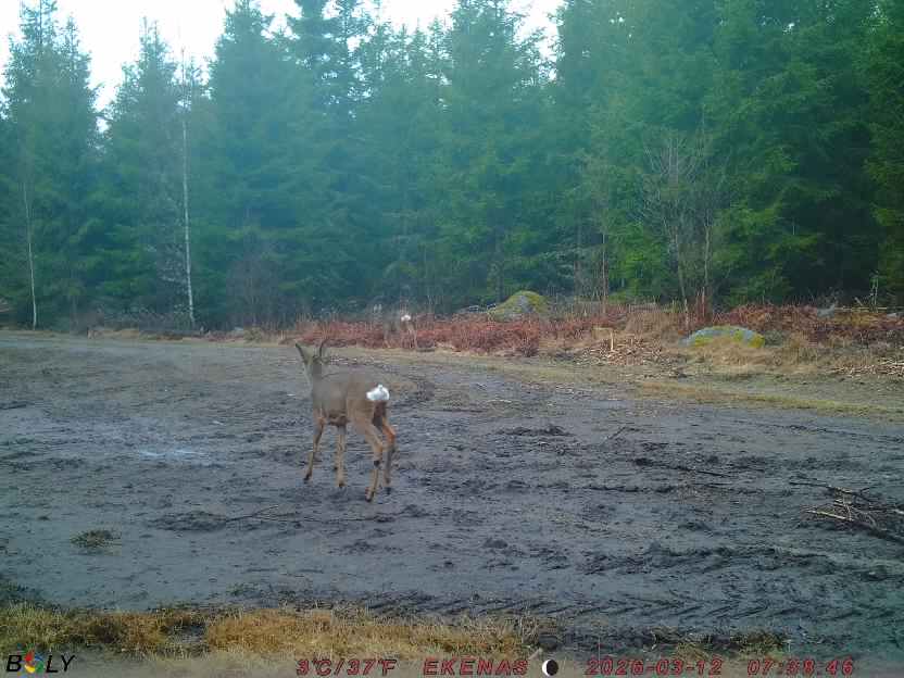 Bild från EKENÄSSALTSTEN