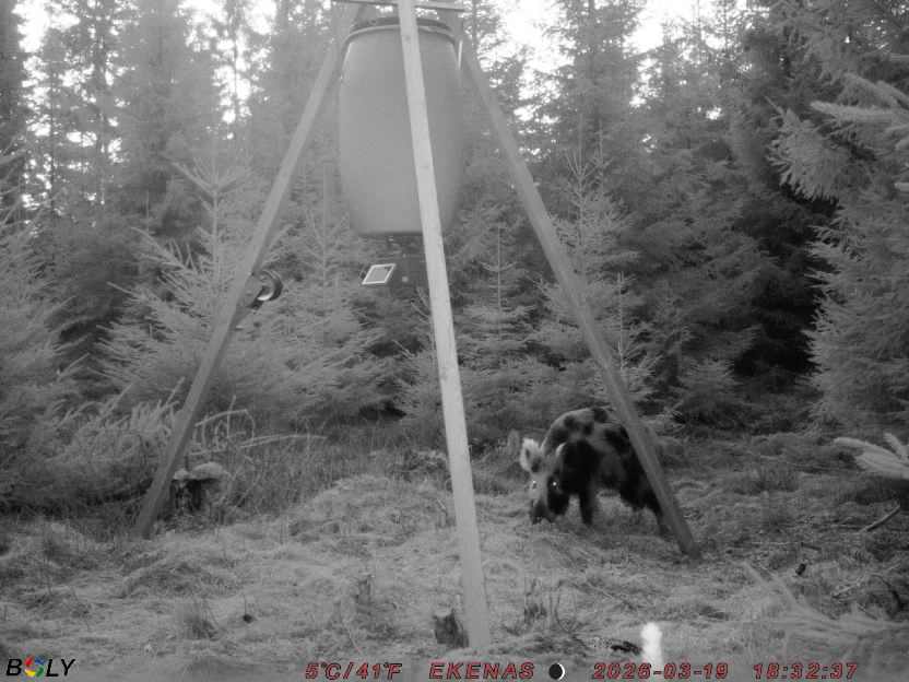 Bild från EKENÄSSALTSTEN