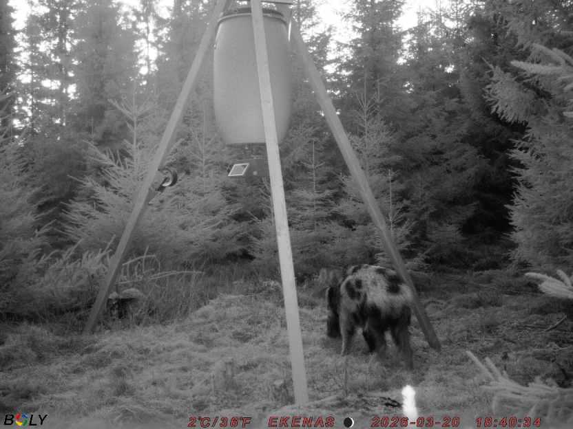 Bild från EKENÄSSALTSTEN