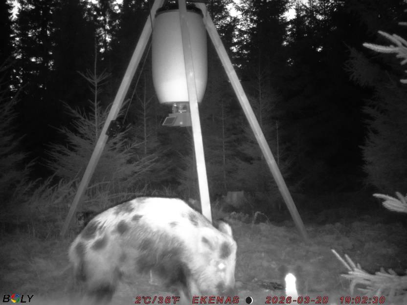 Bild från EKENÄSSALTSTEN