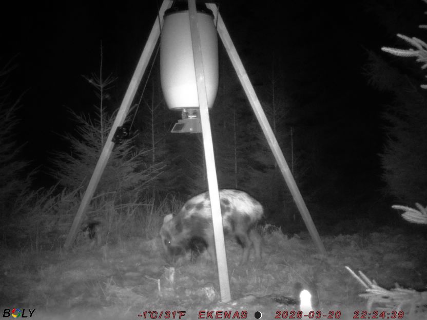 Bild från EKENÄSSALTSTEN