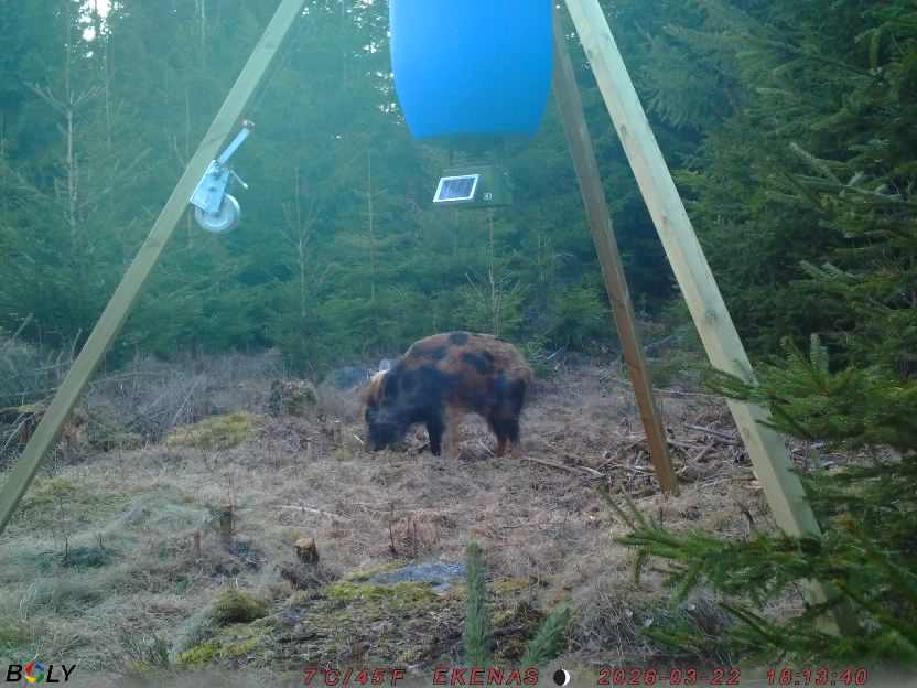 Bild från EKENÄSSALTSTEN