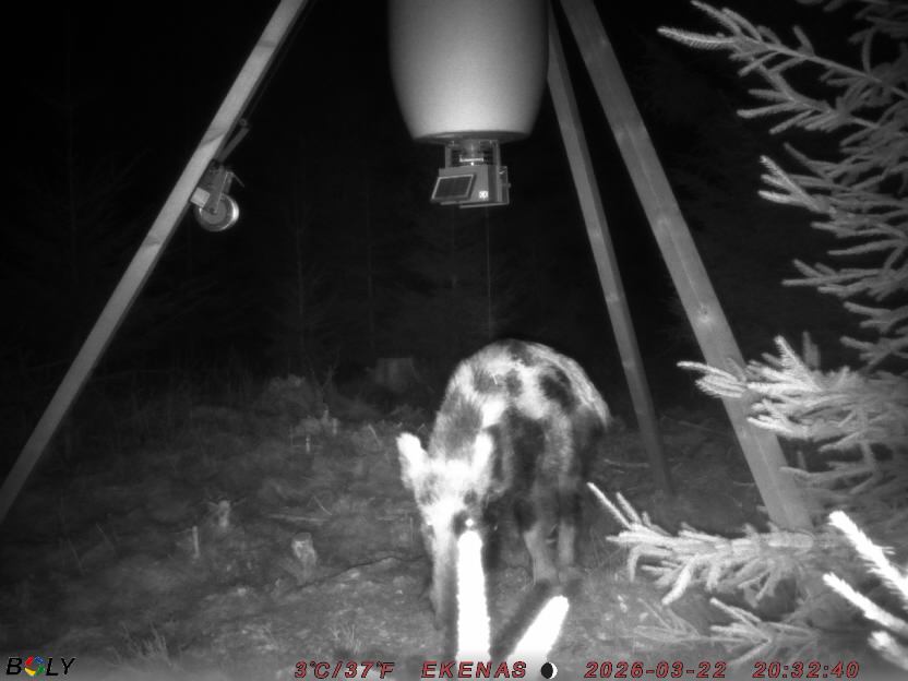 Bild från EKENÄSSALTSTEN