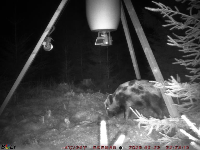 Bild från EKENÄSSALTSTEN