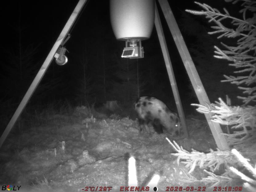 Bild från EKENÄSSALTSTEN