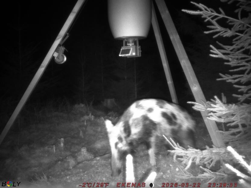 Bild från EKENÄSSALTSTEN