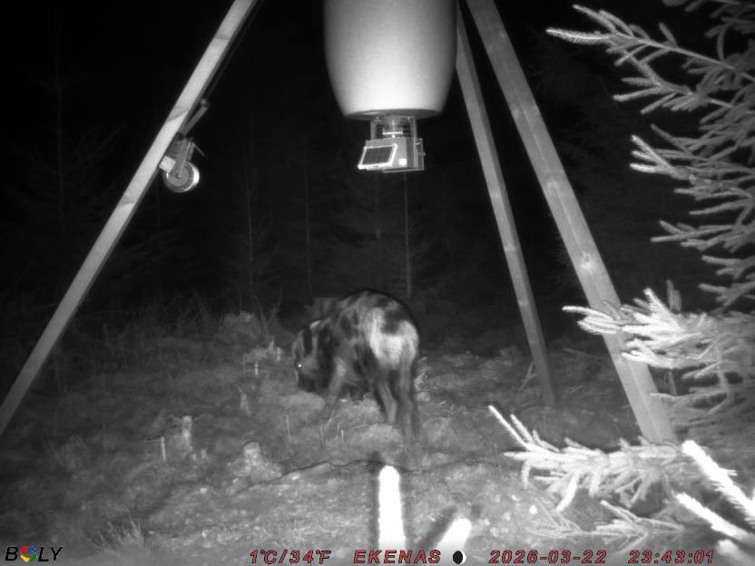 Bild från EKENÄSSALTSTEN