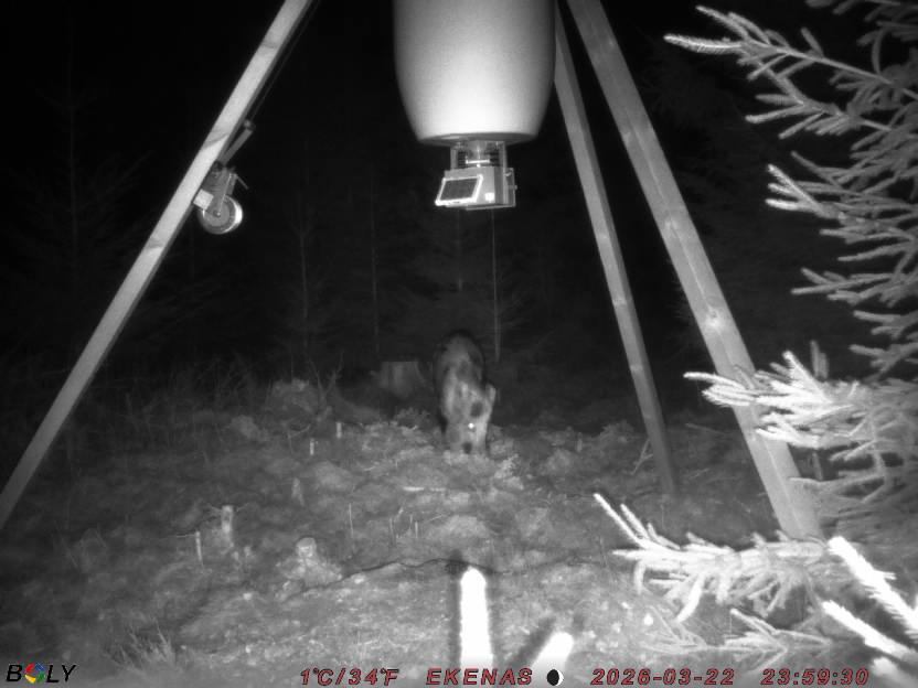 Bild från EKENÄSSALTSTEN