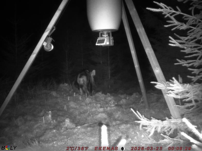 Bild från EKENÄSSALTSTEN