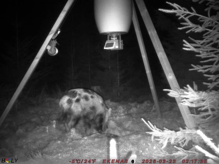 Bild från EKENÄSSALTSTEN