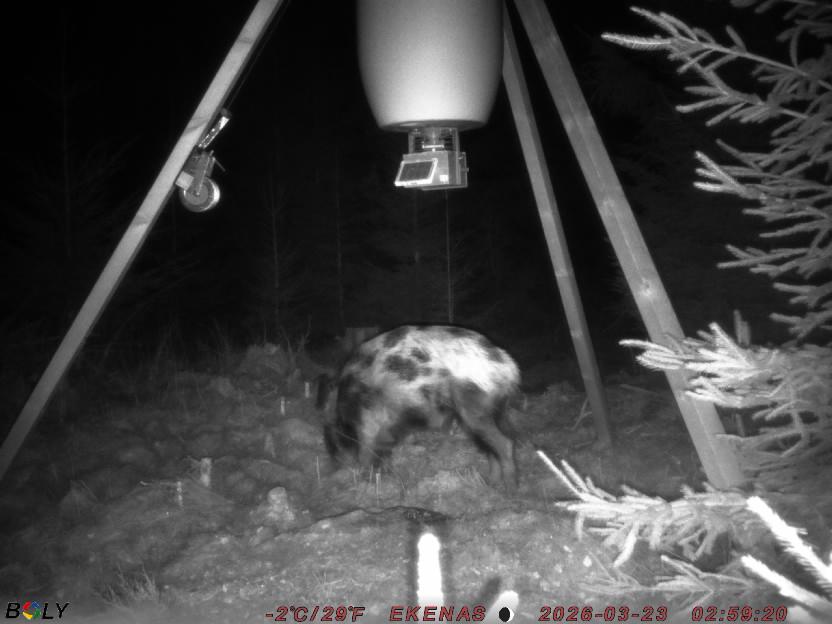 Bild från EKENÄSSALTSTEN