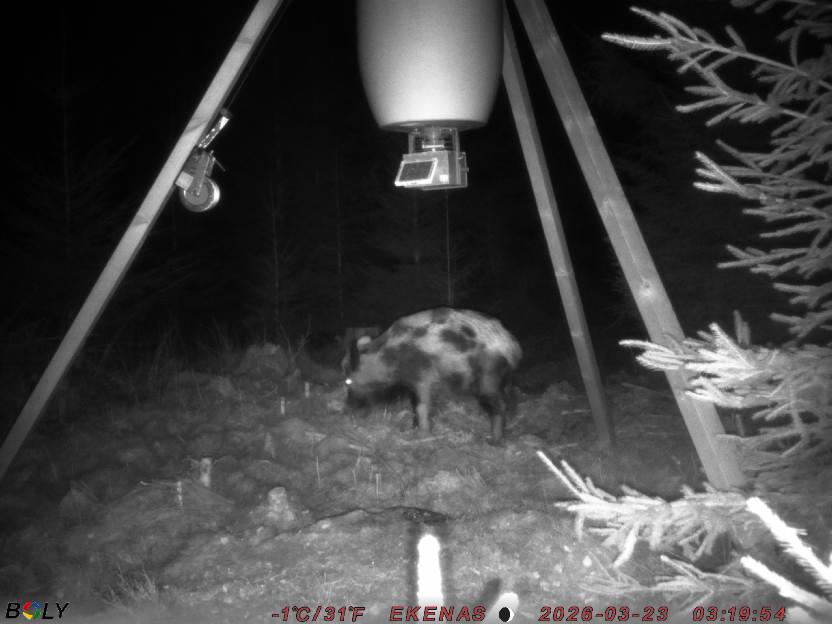 Bild från EKENÄSSALTSTEN