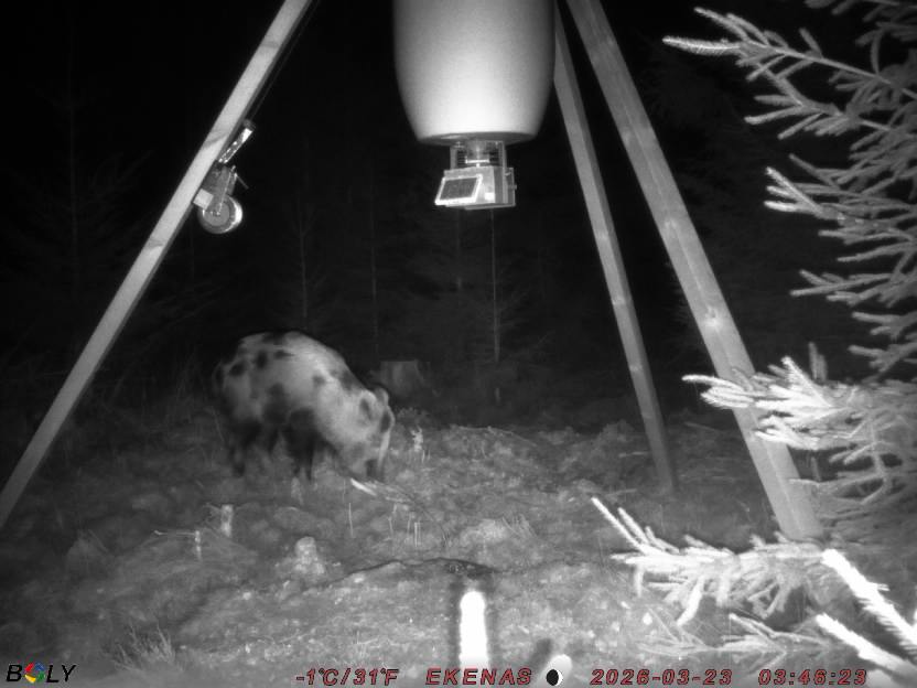 Bild från EKENÄSSALTSTEN