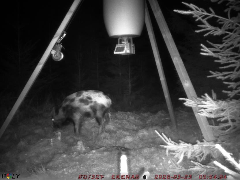 Bild från EKENÄSSALTSTEN