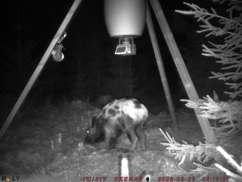 Bild från EKENÄSSALTSTEN