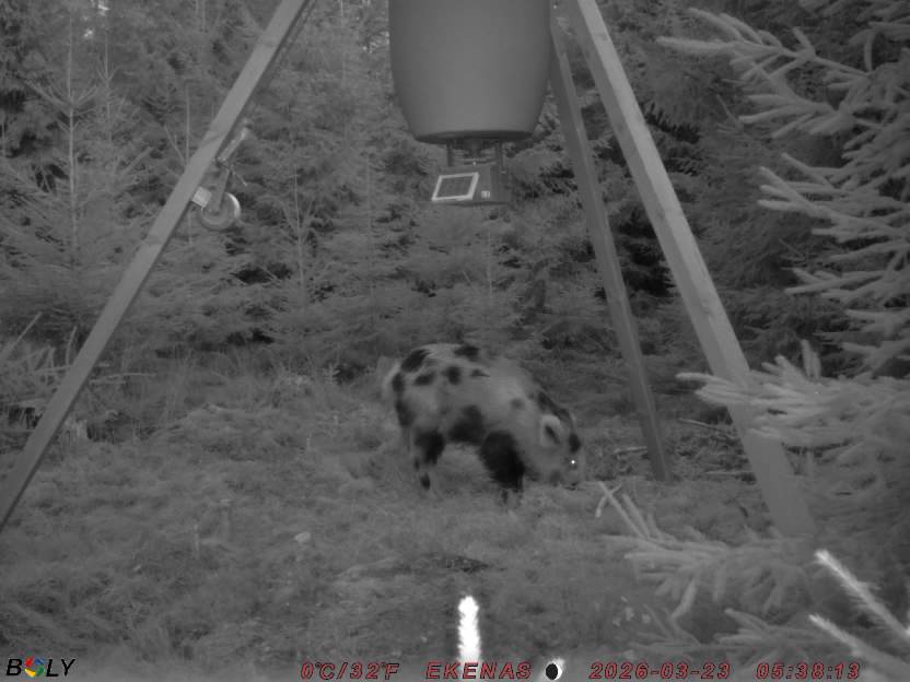 Bild från EKENÄSSALTSTEN