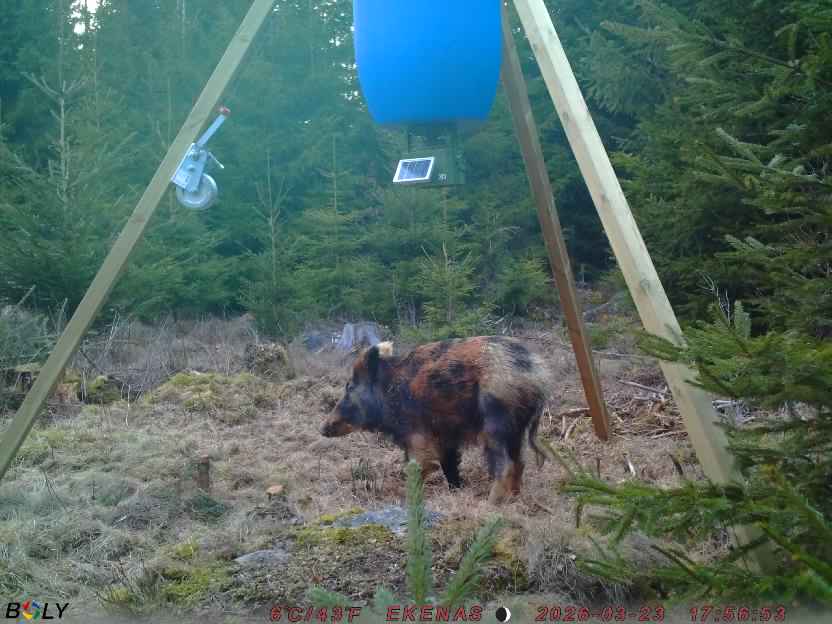 Bild från EKENÄSSALTSTEN