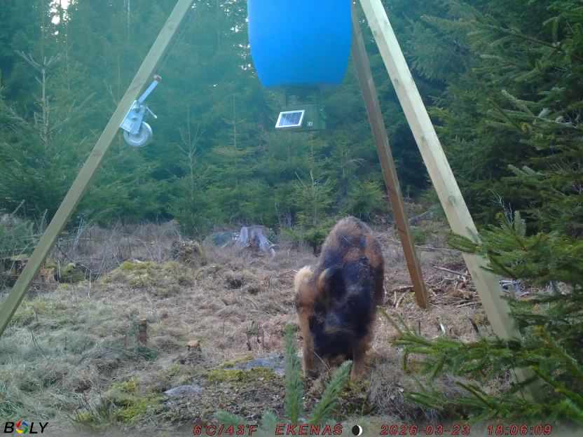 Bild från EKENÄSSALTSTEN