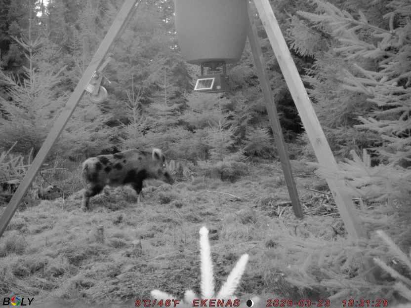 Bild från EKENÄSSALTSTEN