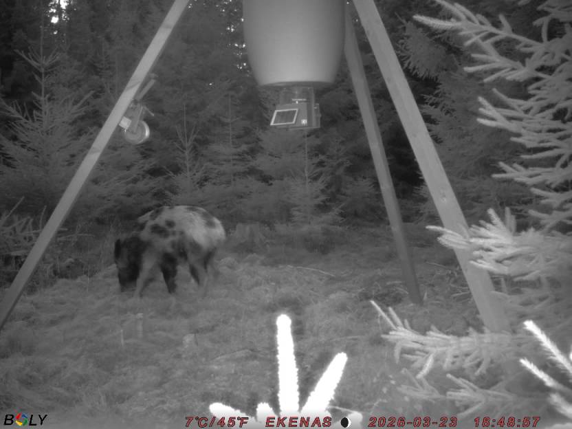 Bild från EKENÄSSALTSTEN