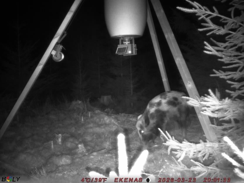 Bild från EKENÄSSALTSTEN