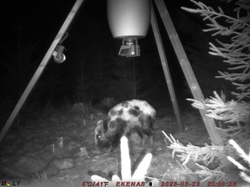 Bild från EKENÄSSALTSTEN