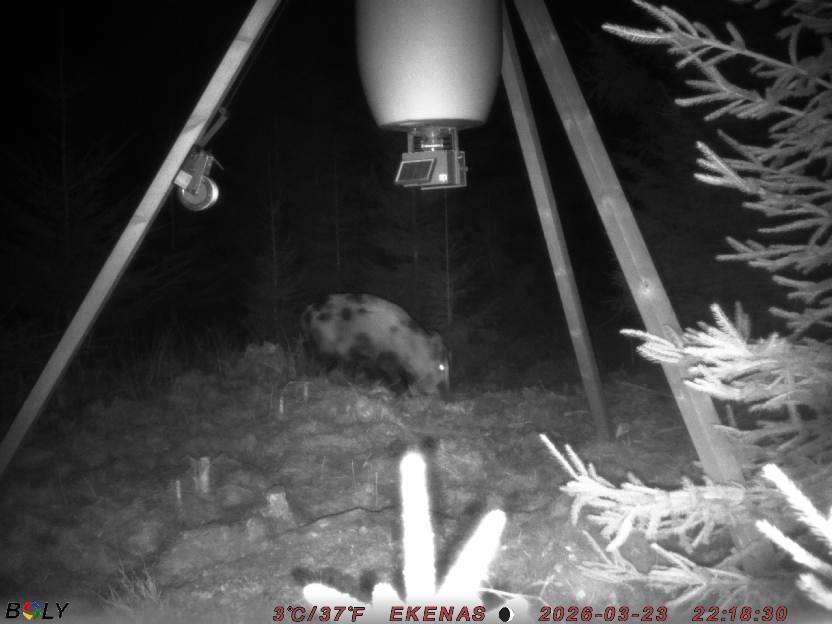 Bild från EKENÄSSALTSTEN