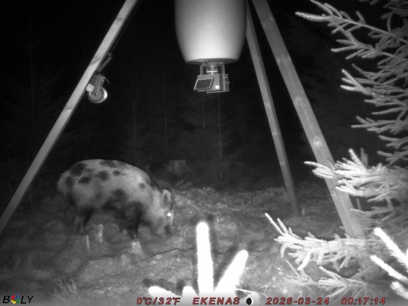 Bild från EKENÄSSALTSTEN