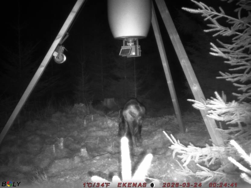 Bild från EKENÄSSALTSTEN