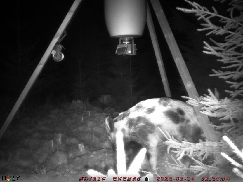 Bild från EKENÄSSALTSTEN