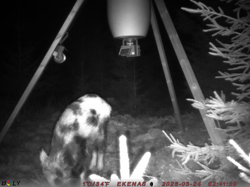 Bild från EKENÄSSALTSTEN