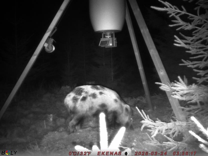 Bild från EKENÄSSALTSTEN